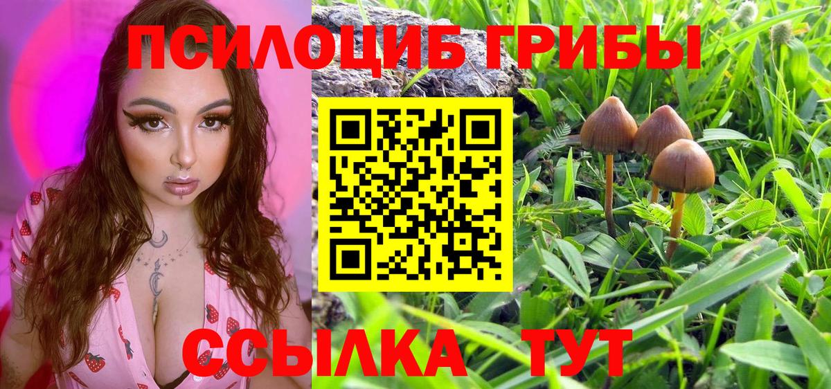 Галлюциногенные грибы Psilocybe Санкт-Петербург